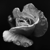 Cassidy Photography - First Prize Winner!