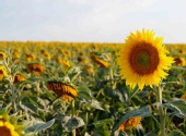 No One Famous - Sunflower with friends
