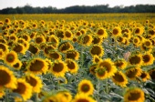 No One Famous - Sunflower Field