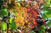 No One Famous - Fall colors 