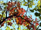 No One Famous - Fall colors 3