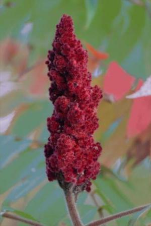 Mystic Ray Photography