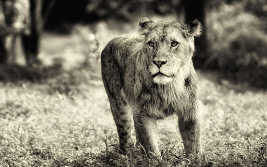 Chandra Darmawan - Lion Queen