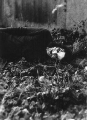 Versus - Dyin' angel