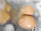 Ros - 'Bubbles' Herts