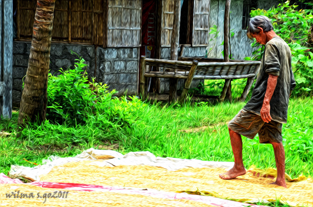 wilma go - Rice Drying