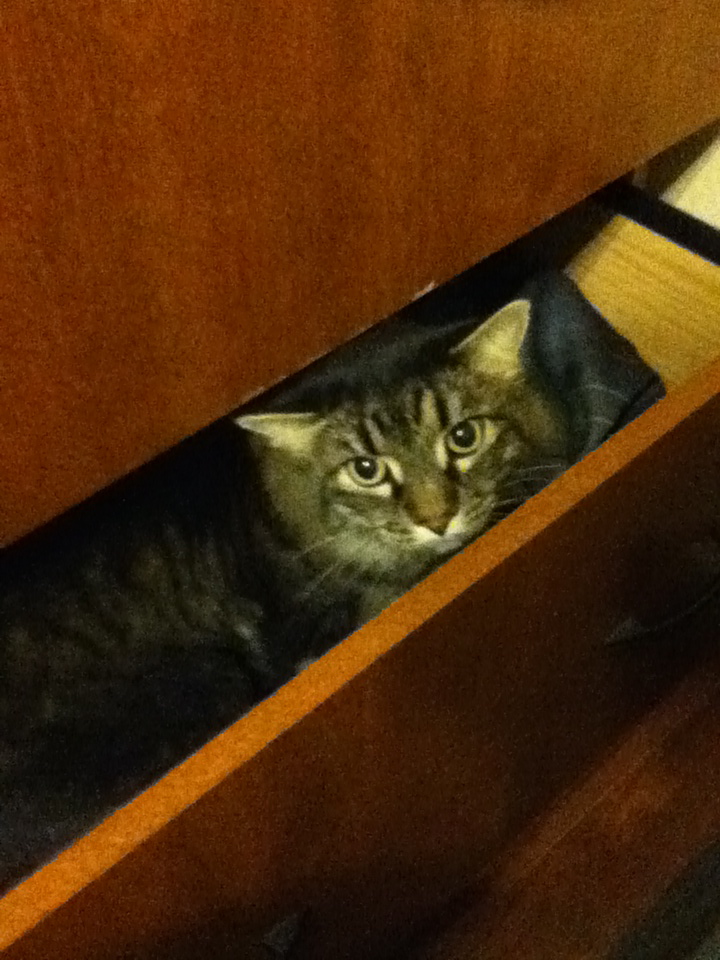 blake relatici - The Scared Cat