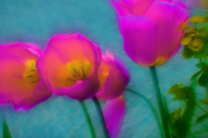 Stephan   Pisko, M.mpL. - "Flower Show"
