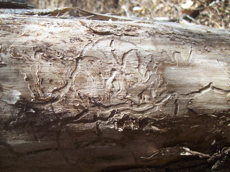 Kristine - Insect Art