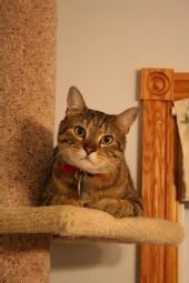 Matt Karweick - Tarfful on his perch