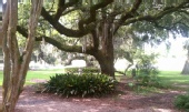 John - Live Oak 2