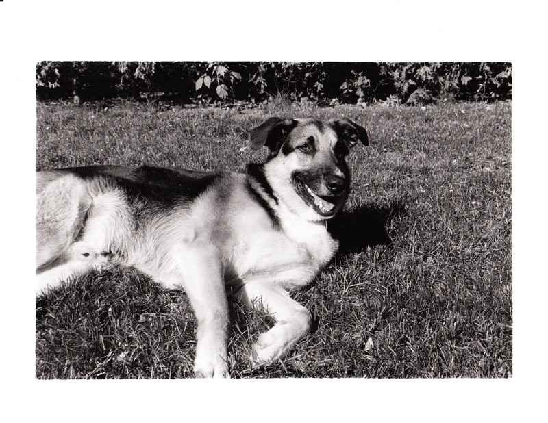 Alex - Dog