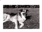 Alex - Dog