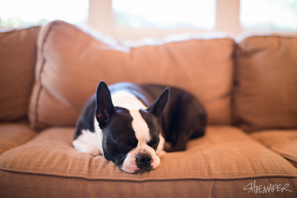 Joe Shoemaker - Lucie