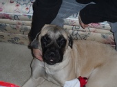 Haley - doggie christmas 2012