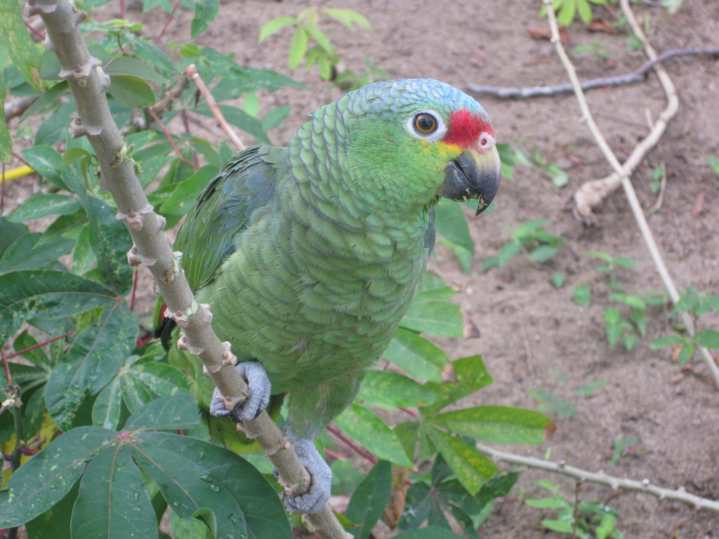 Hoppy Reed - parrot