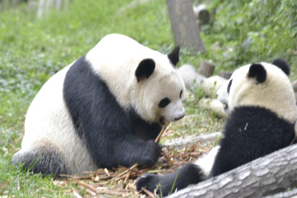 pixel_axyz@yahoo.com