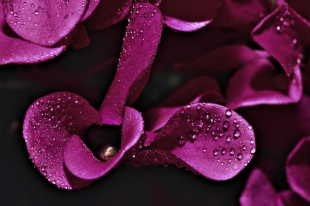 conrad lois - crispy violet