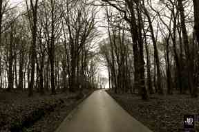 Joey Leblanc - Somewhere in the deep Forrest of N Grman