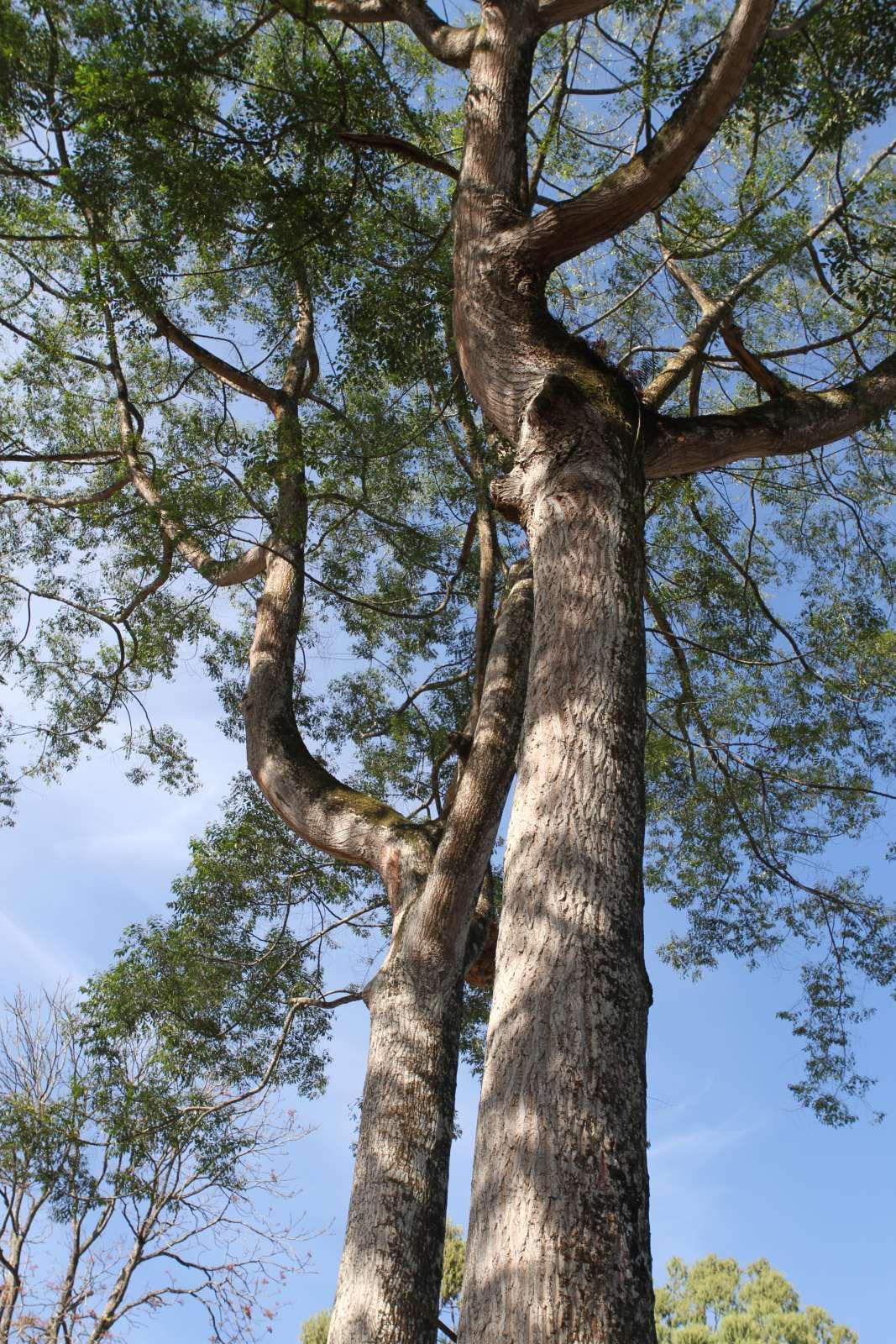 dns2k - "Pohon Ku, Pohon Mu, Nafas Kita"