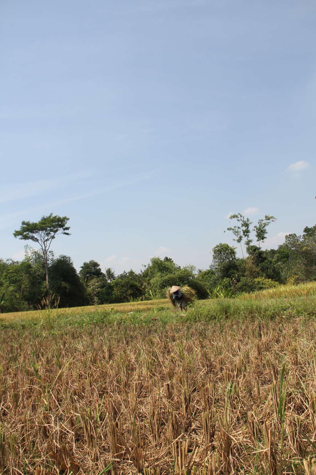 dns2k - "Perempuan Tani"