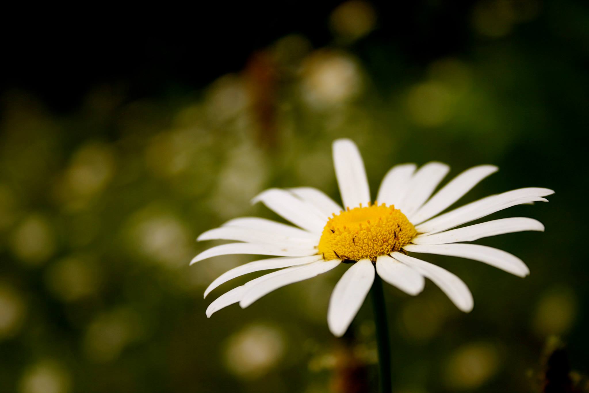 Raymond - Wild Daisy