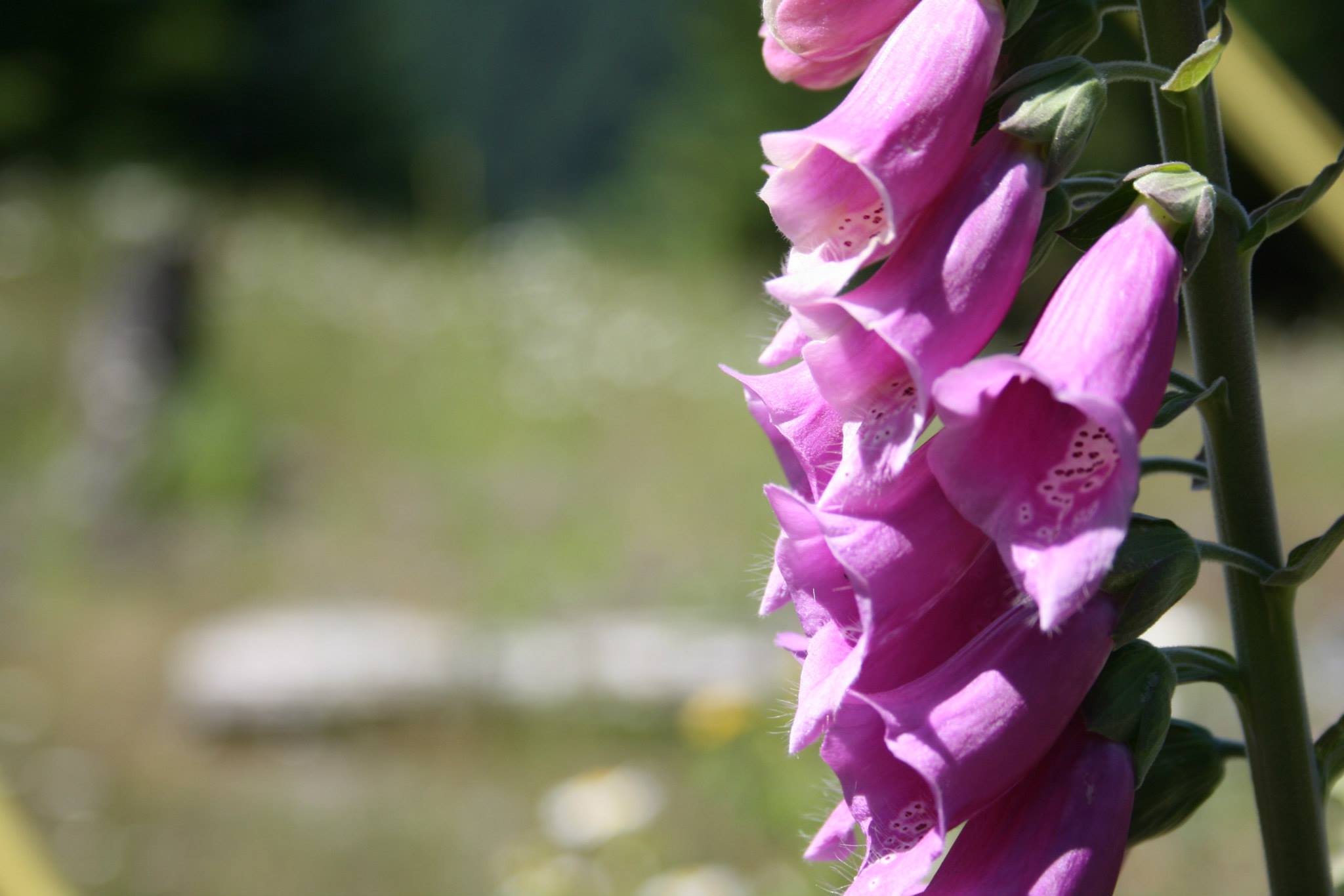 Raymond - Fox Glove