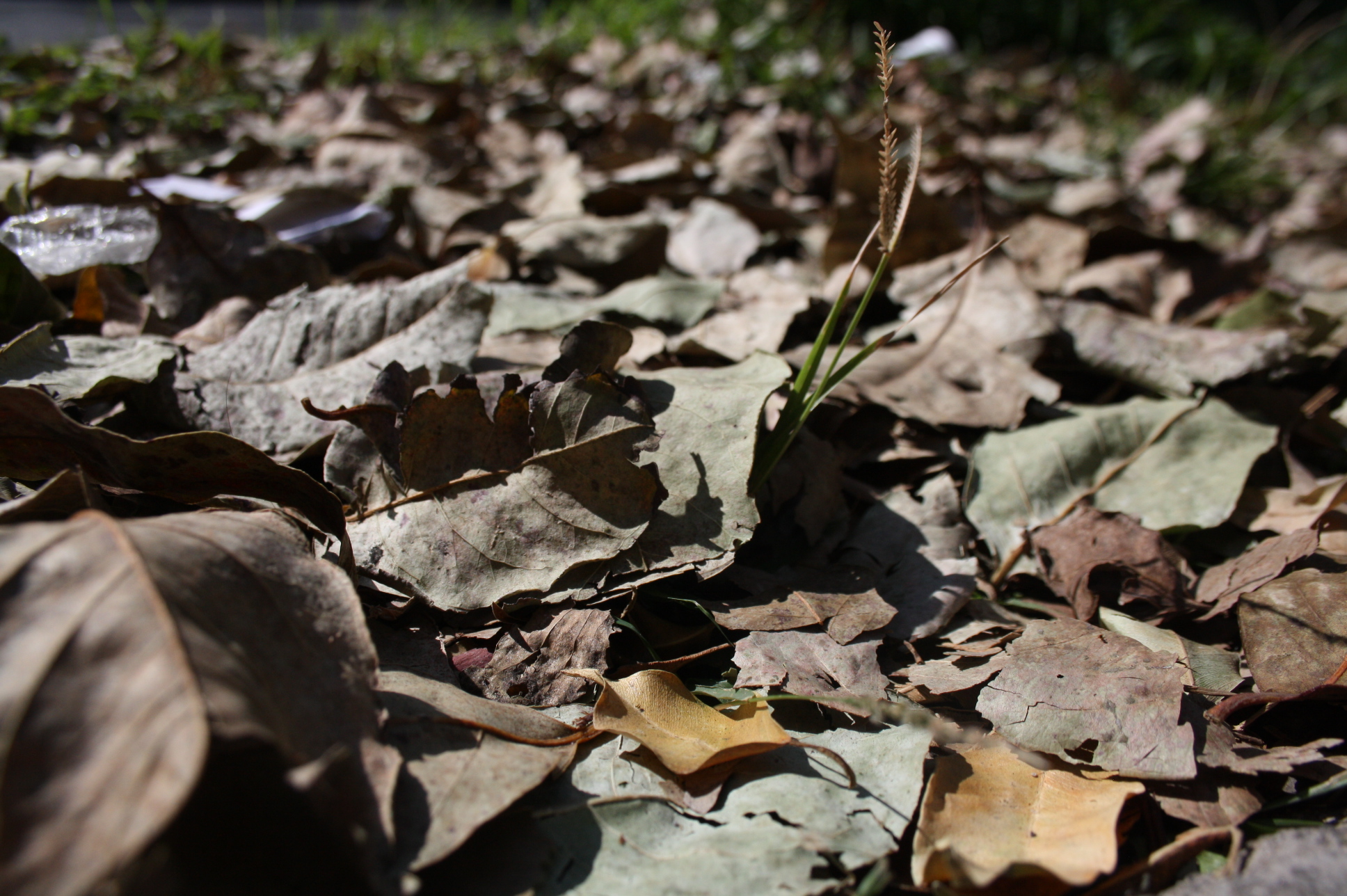 Marcos - Otoño