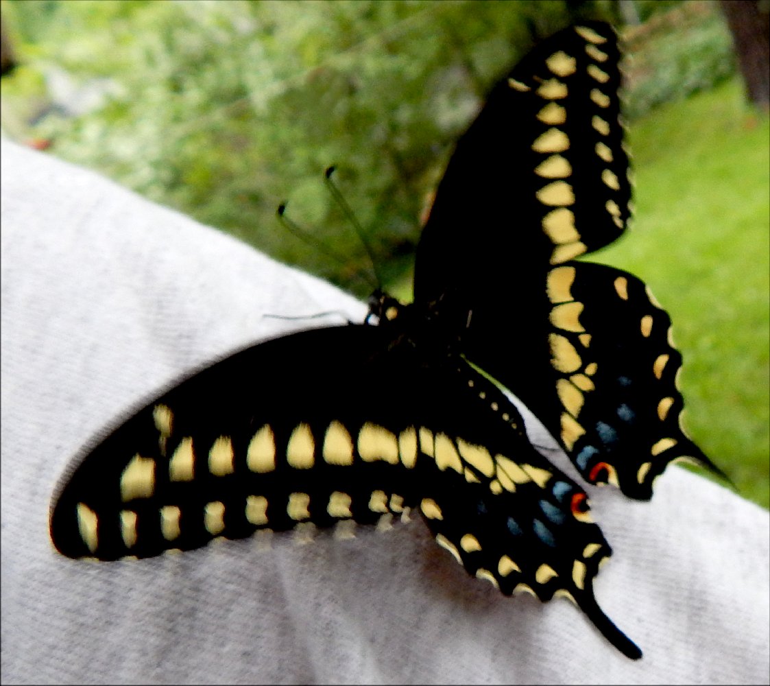 Mark Everhardt - Swallowtail butterfly