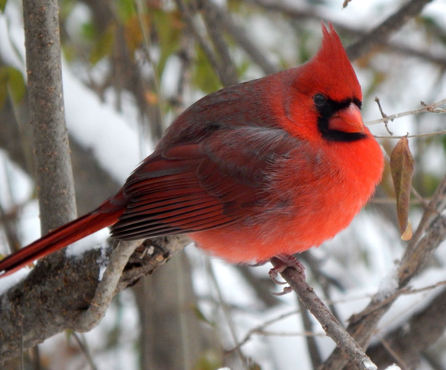 Mark Everhardt - Cardinal