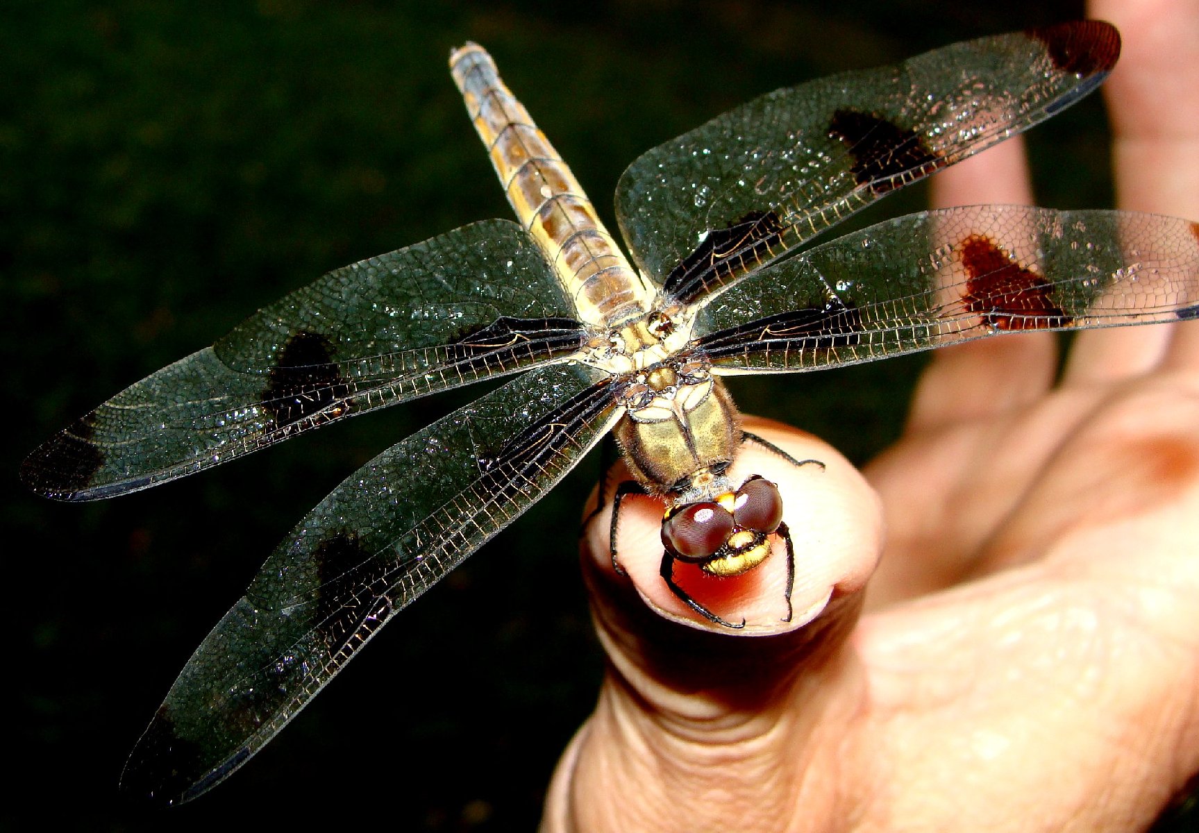 Mark Everhardt - Dragonfly