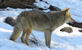Lin - White Wolf