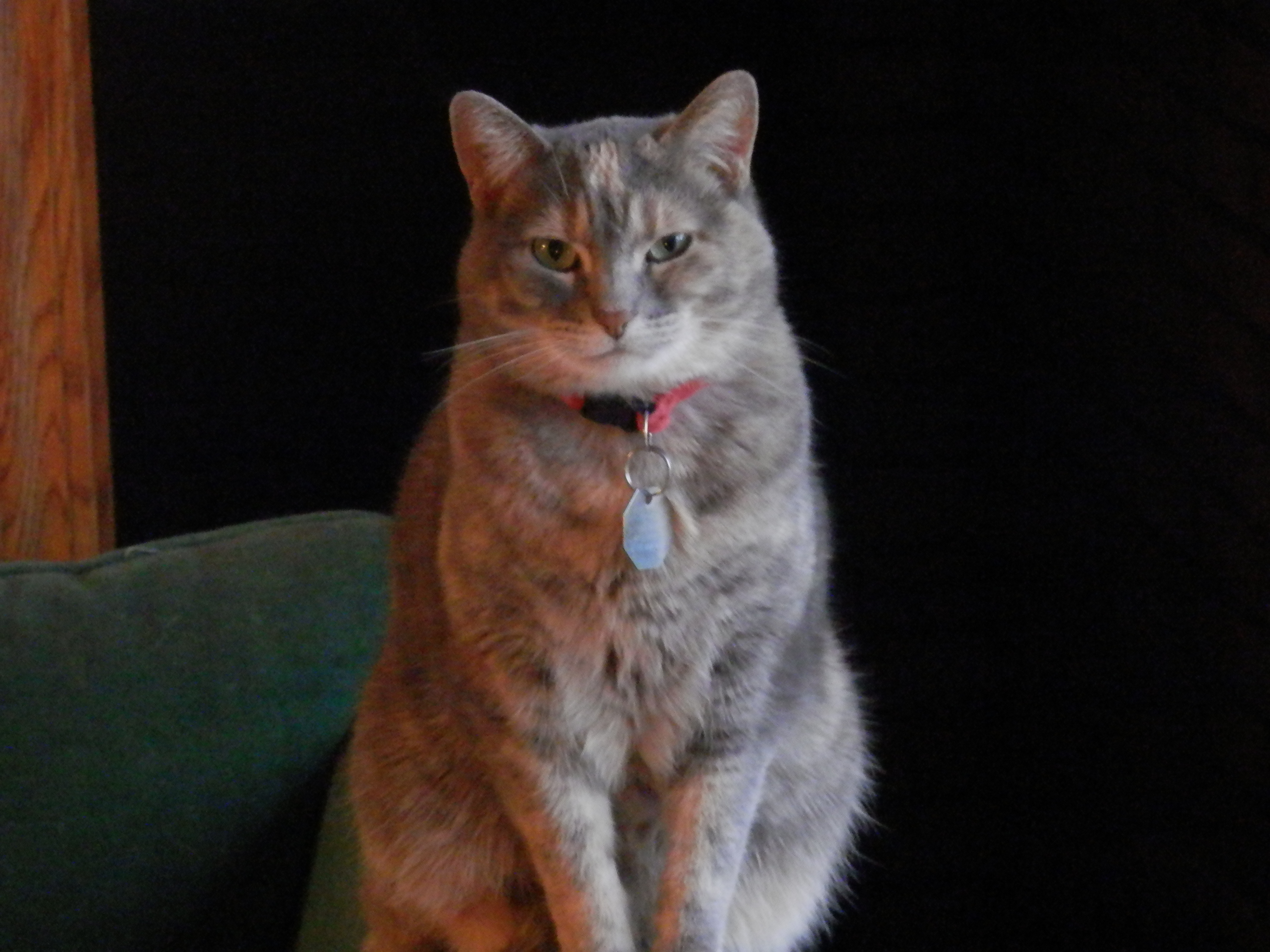 Martin - Catlife1