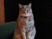 Martin - Catlife1