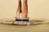 DSplash